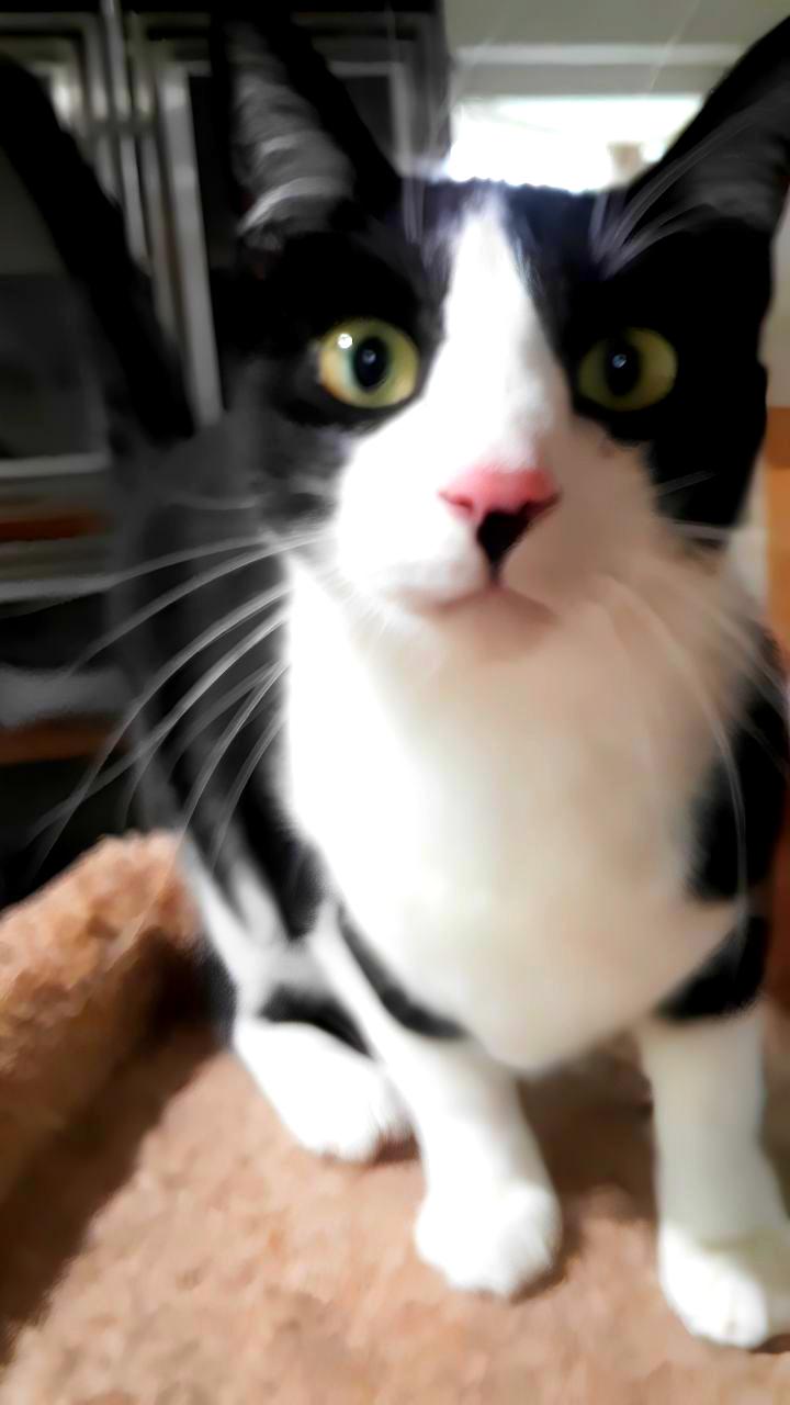 Frodo, Adoptable, Adult Male Domestic Short Hair.