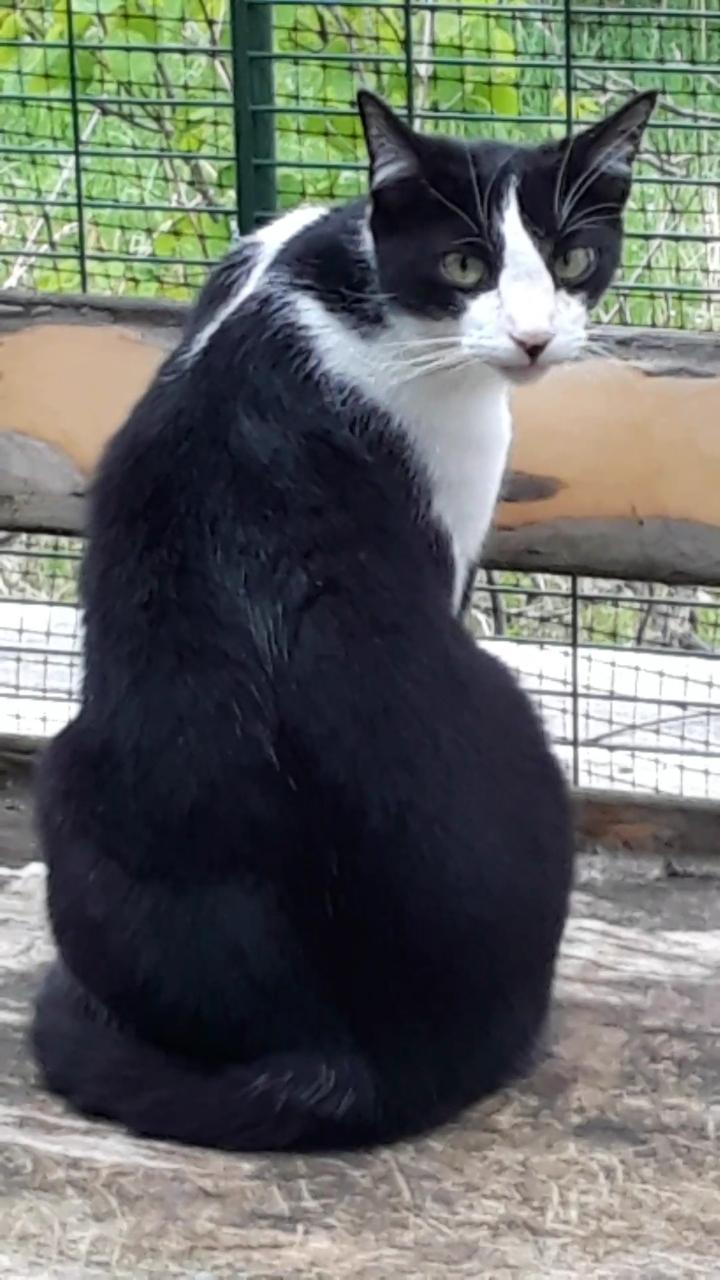 Frodo, a Adoptable Domestic Short Hair in Millerton, PA image 5/6