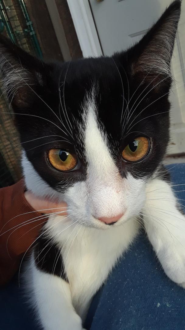 Enlarge Frodo, a Adoptable Domestic Short Hair in Millerton, PA image 3/6