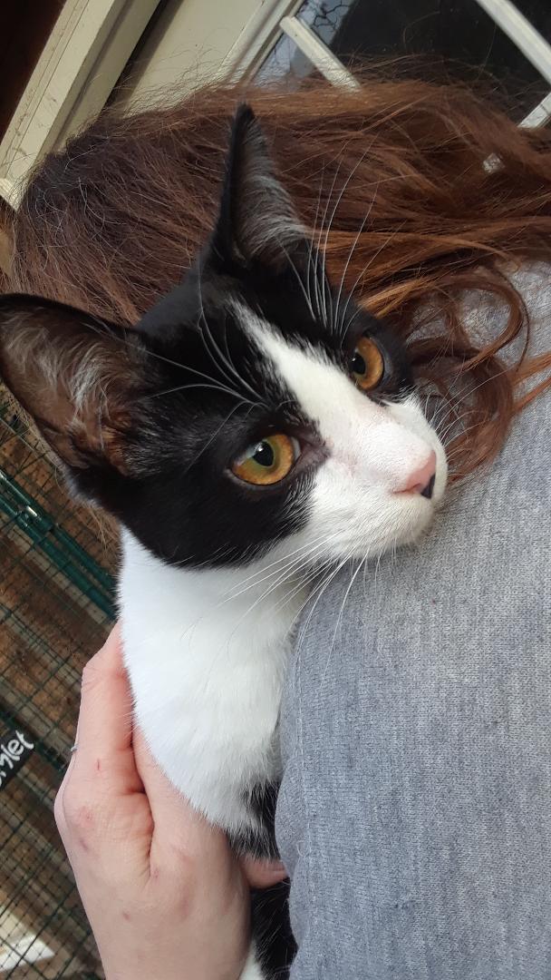 Enlarge Frodo, a Adoptable Domestic Short Hair in Millerton, PA image 4/6