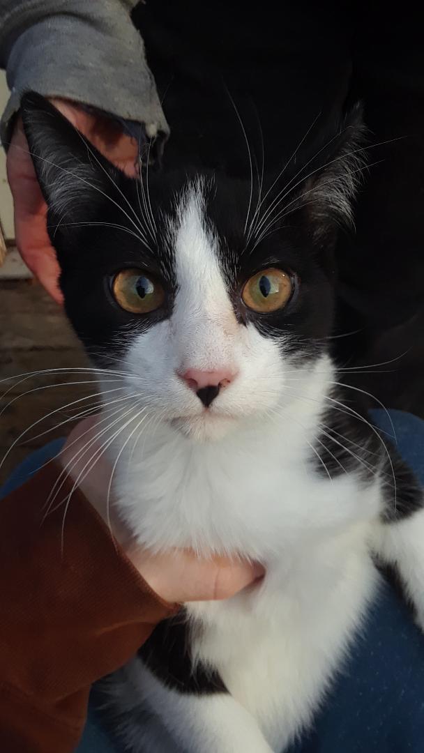 Enlarge Frodo, a Adoptable Domestic Short Hair in Millerton, PA image 1/6