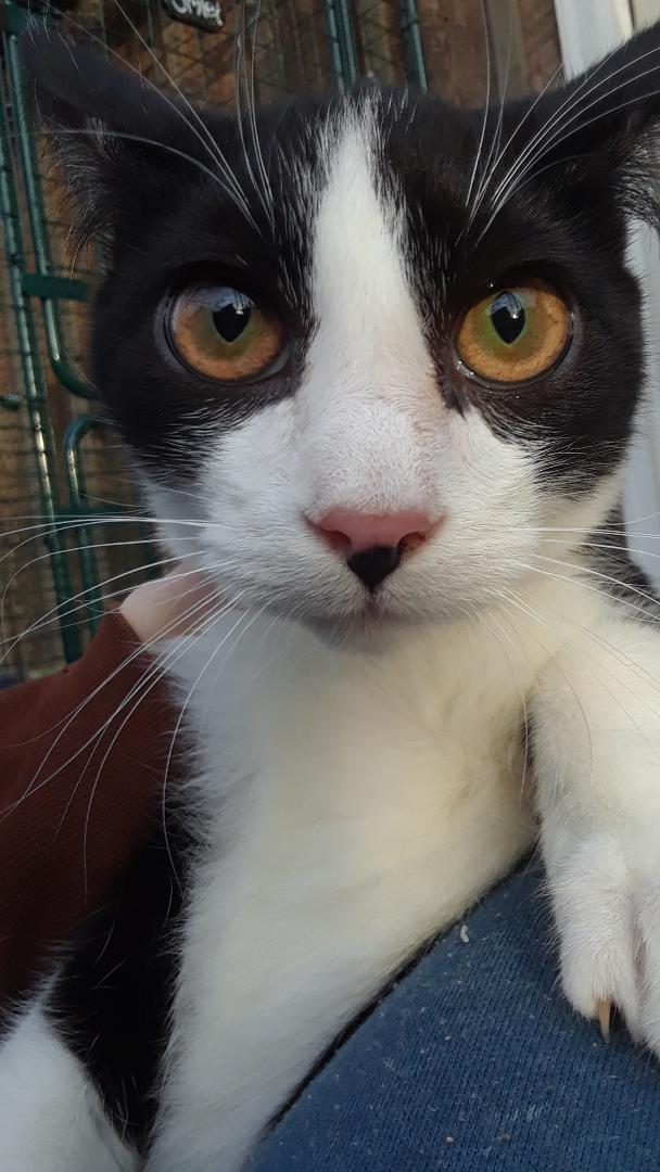 Enlarge Frodo, a Adoptable Domestic Short Hair in Millerton, PA image 2/6