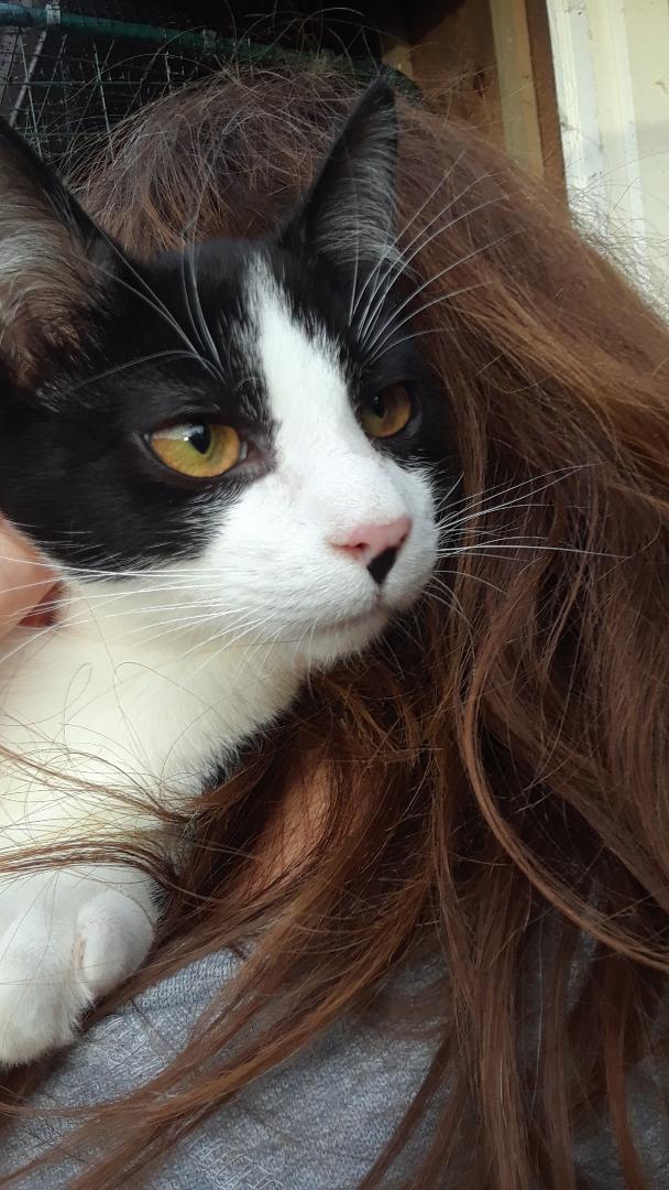 Enlarge Frodo, a Adoptable Domestic Short Hair in Millerton, PA image 5/6