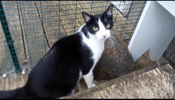 Frodo, a Adoptable Domestic Short Hair in Millerton, PA image 4/6