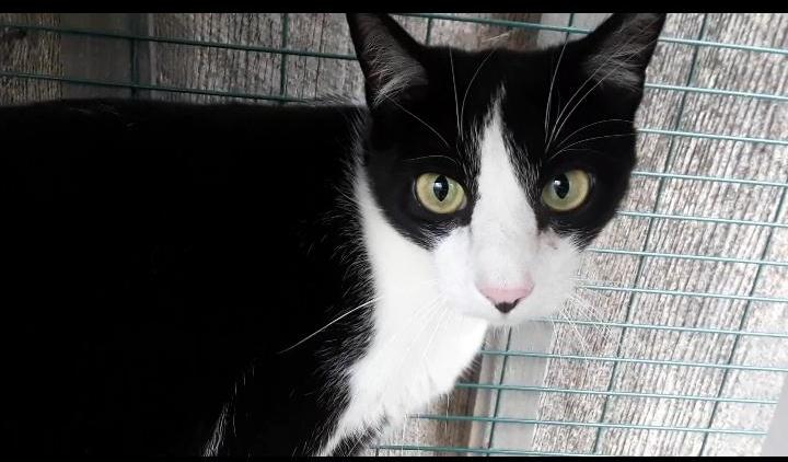 Frodo, a Adoptable Domestic Short Hair in Millerton, PA image 3/6