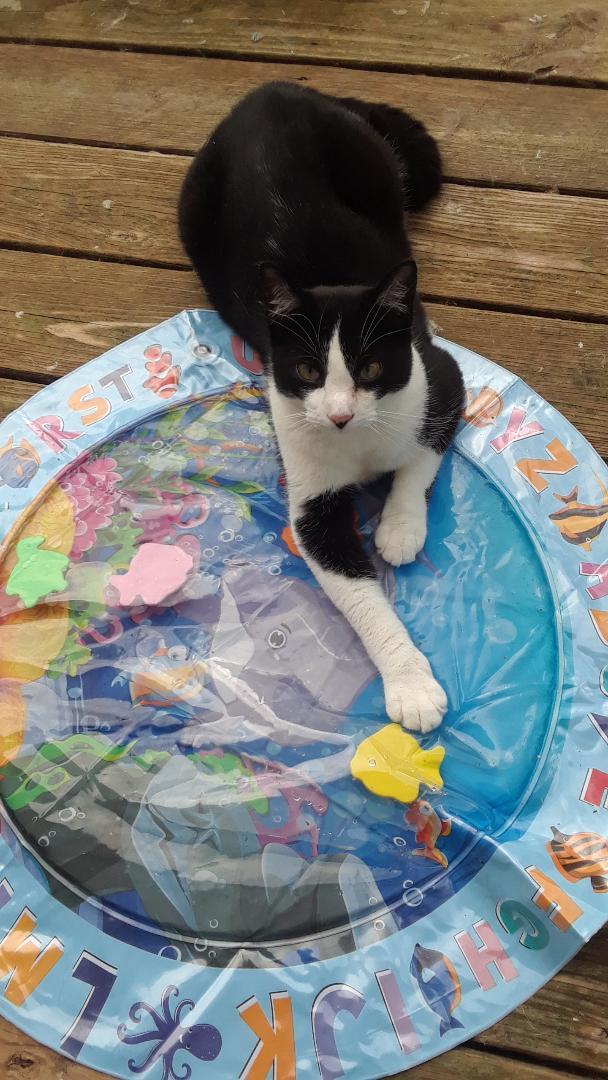 Frodo, a Adoptable Domestic Short Hair in Millerton, PA image 2/6