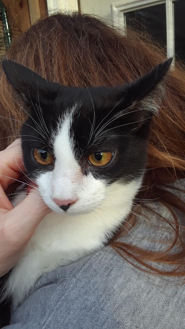 Enlarge Frodo, a Adoptable Domestic Short Hair in Millerton, PA image 6/6