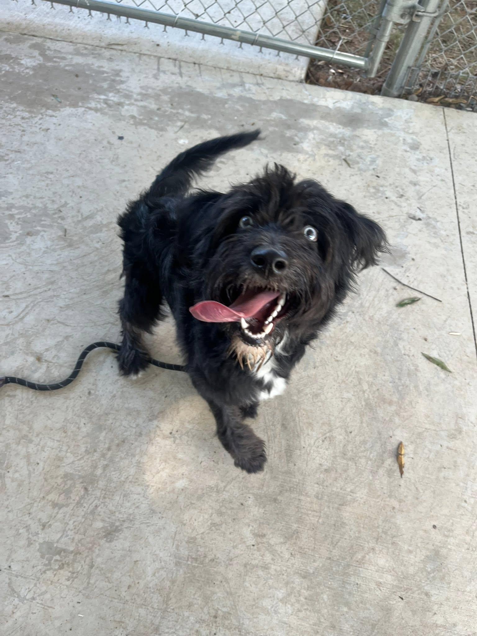 Miss Blue, an adoptable Schnoodle in Charlotte, NC, 28209 | Photo Image 3