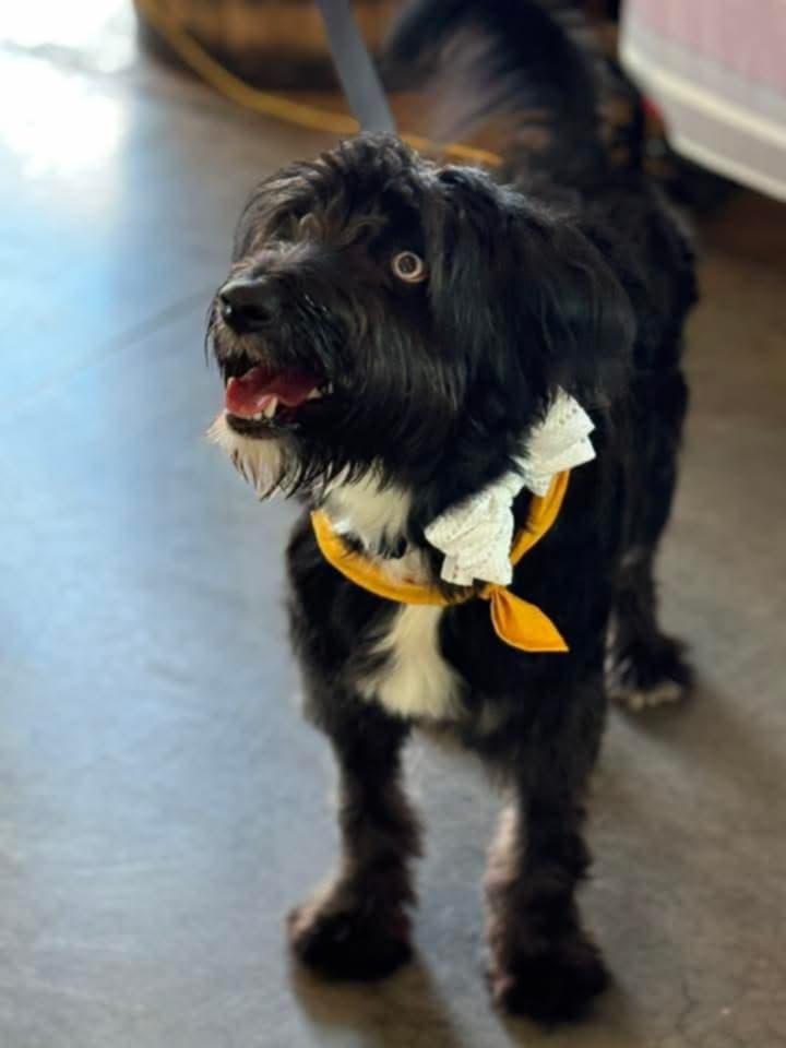 Miss Blue, an adoptable Schnoodle in Charlotte, NC, 28209 | Photo Image 1