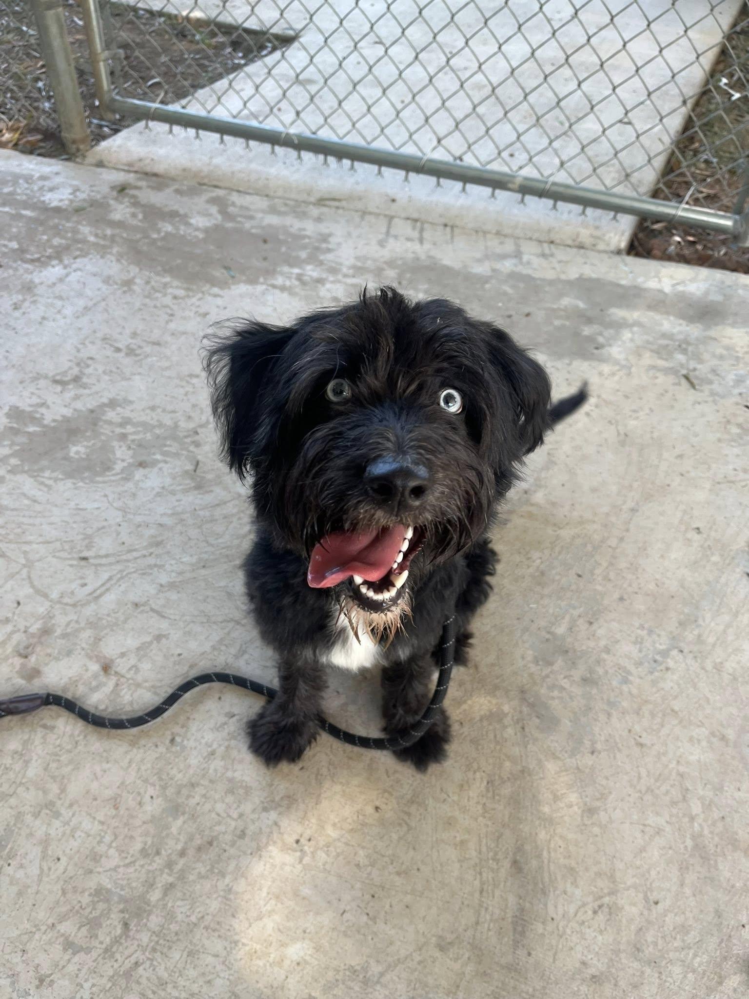 Miss Blue, an adoptable Schnoodle in Charlotte, NC, 28209 | Photo Image 2