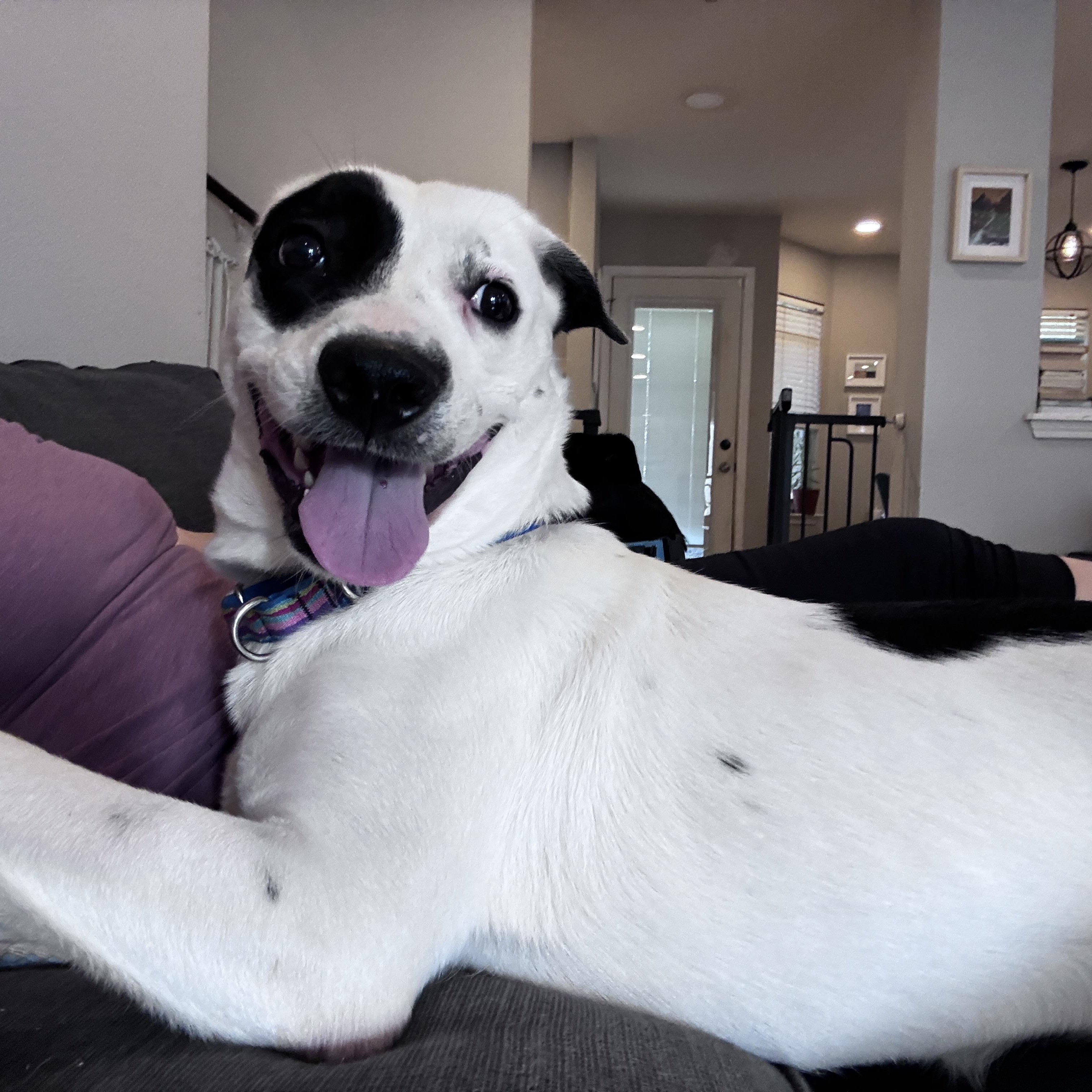 Enlarge Harley, a Adoptable mixed breed in Austin, TX image 5/6