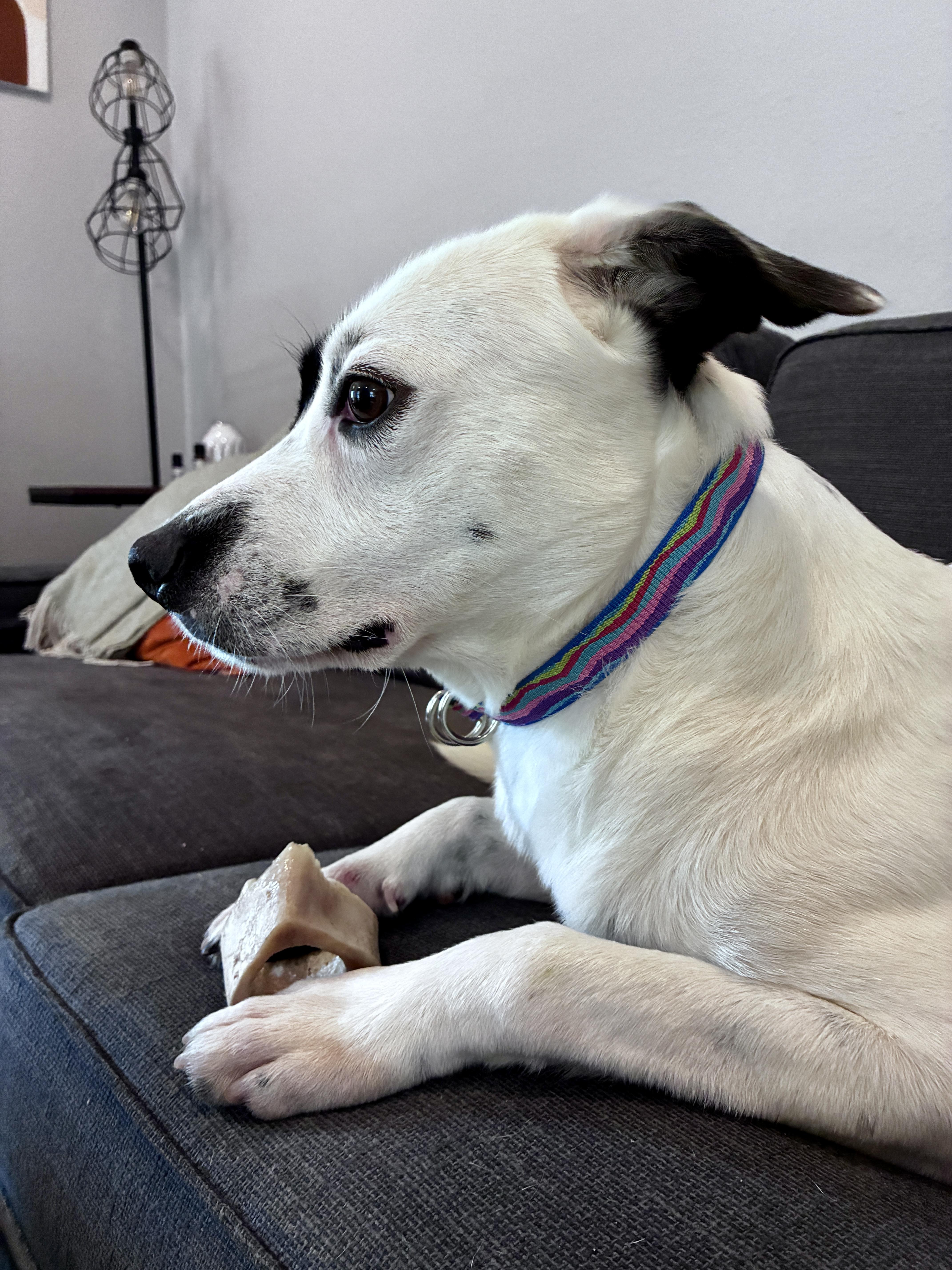 Enlarge Harley, a Adoptable mixed breed in Austin, TX image 3/6