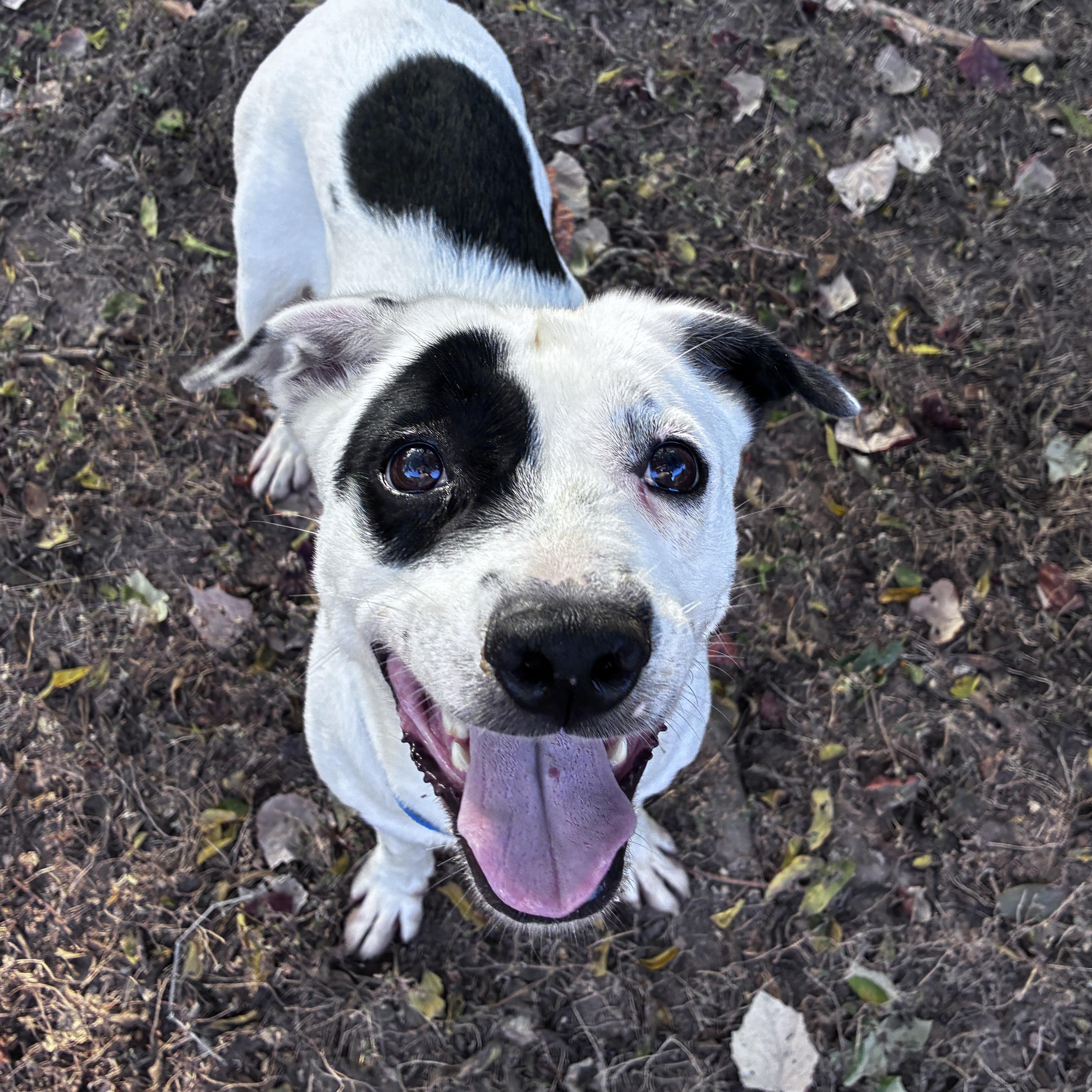 Enlarge Harley, a Adoptable mixed breed in Austin, TX image 2/6