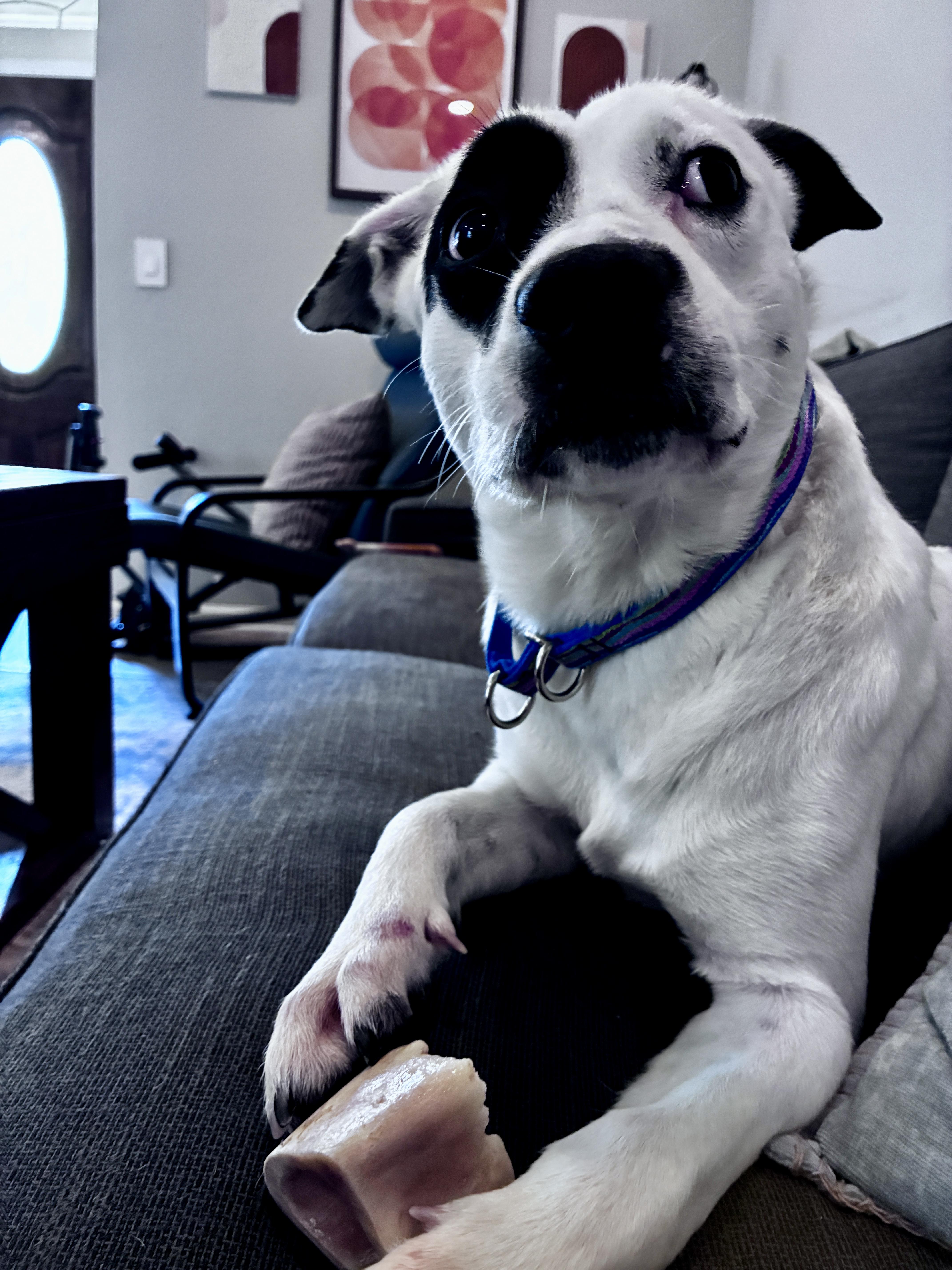 Enlarge Harley, a Adoptable mixed breed in Austin, TX image 6/6