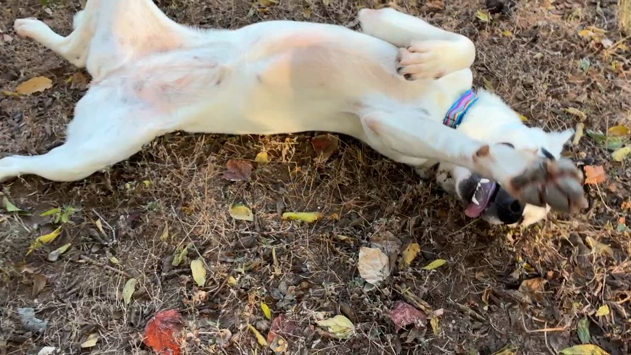 Enlarge Harley, a Adoptable mixed breed in Austin, TX video 4/6