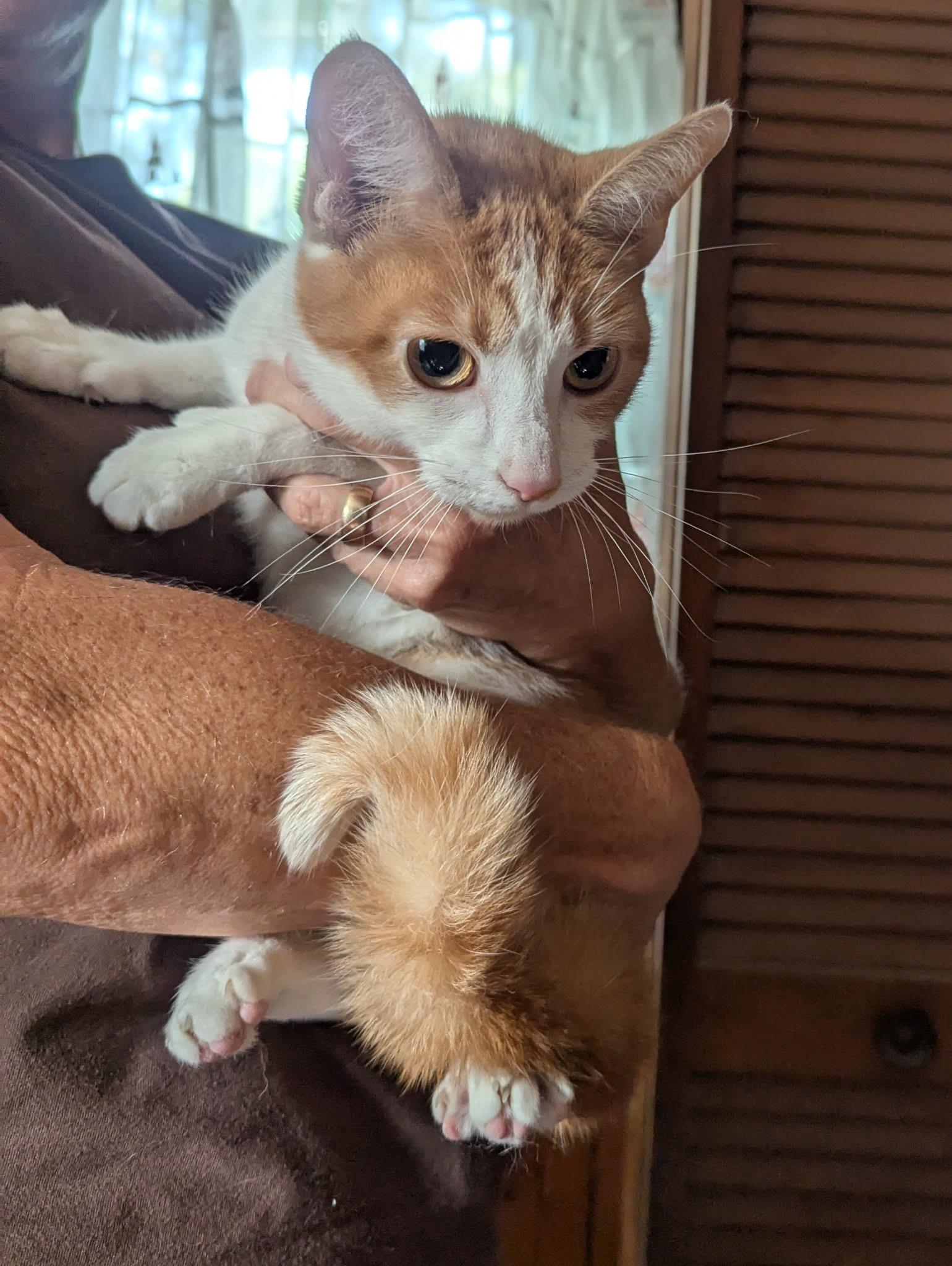 Ginger, a ADOPTABLE Domestic Short Hair in Columbus , OH image 1/2