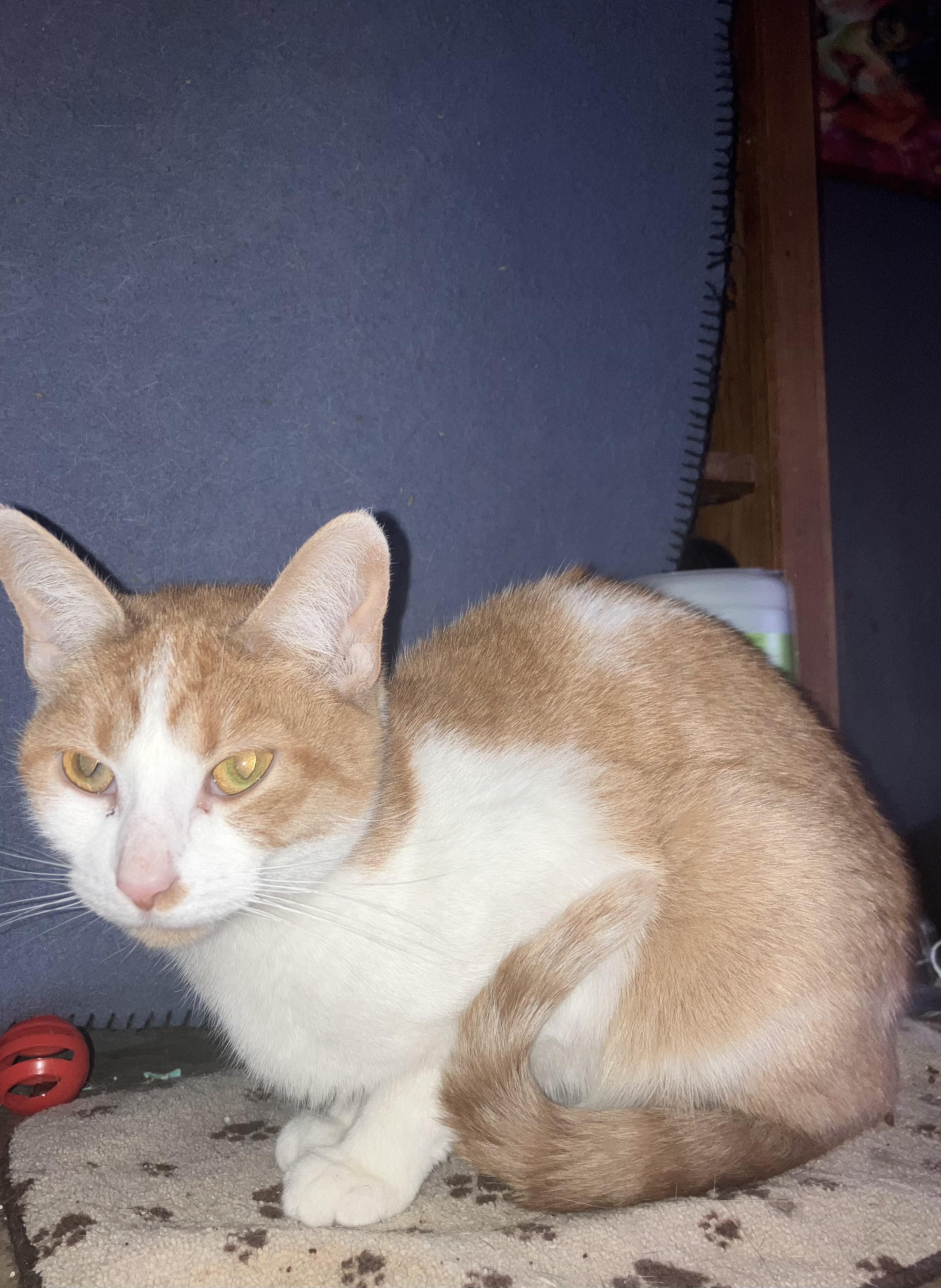 Ginger, a ADOPTABLE Domestic Short Hair in Columbus , OH image 2/2