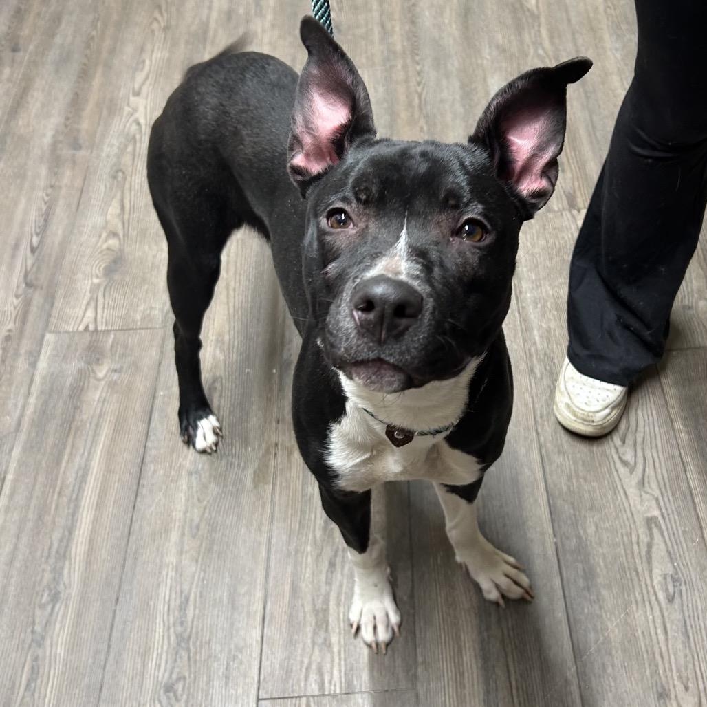 Mustard, a Adoptable Mixed Breed in Danville, KY image 1/2