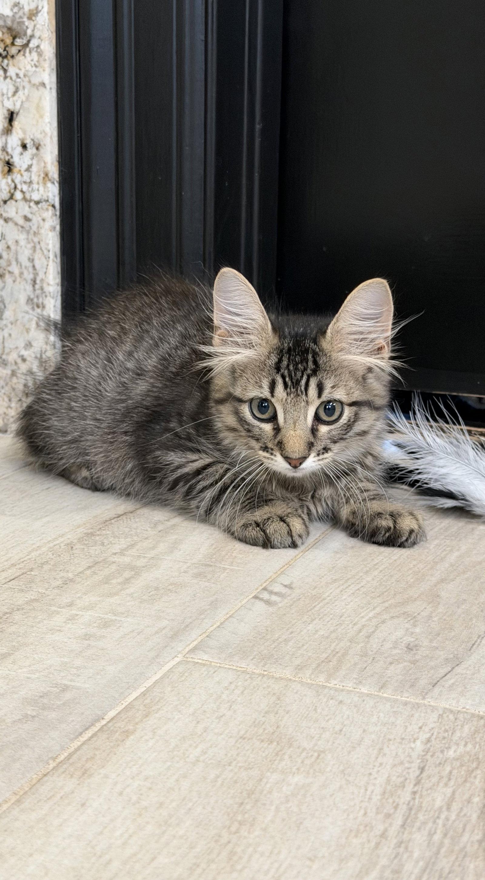 Enlarge Baeza, a Adopted Domestic Medium Hair in Rosenberg, TX image 1/3