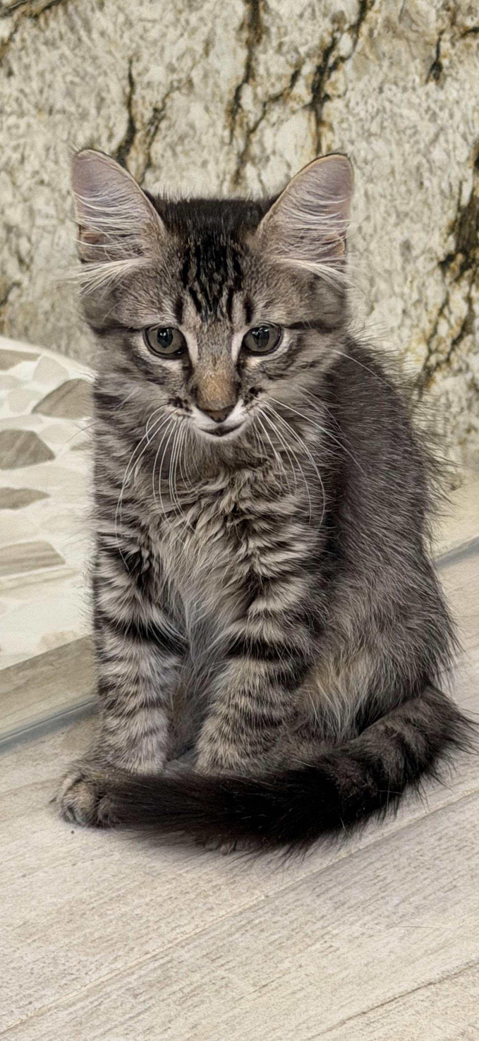 Enlarge Baeza, a Adopted Domestic Medium Hair in Rosenberg, TX image 2/3