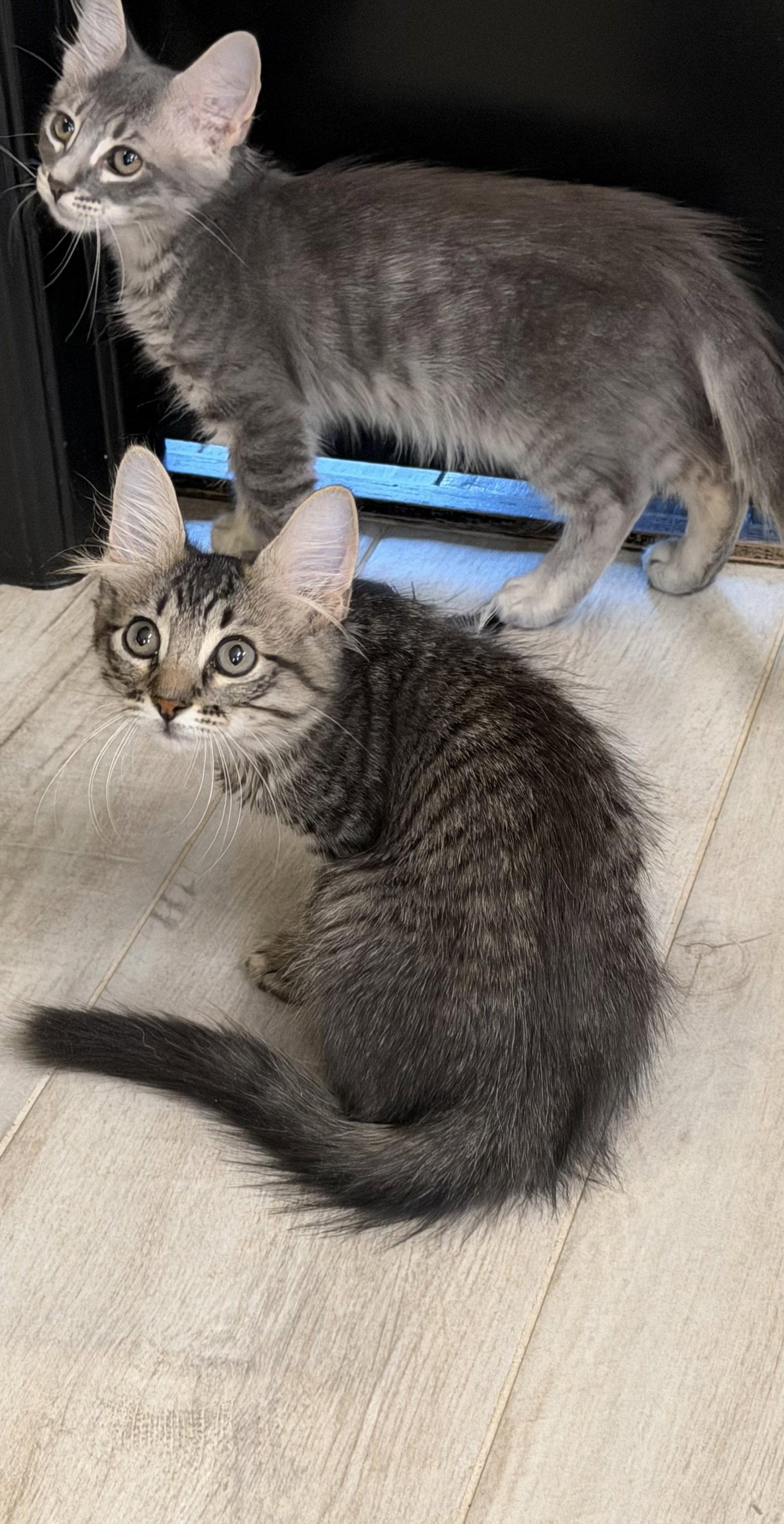 Enlarge Baeza, a Adopted Domestic Medium Hair in Rosenberg, TX image 3/3