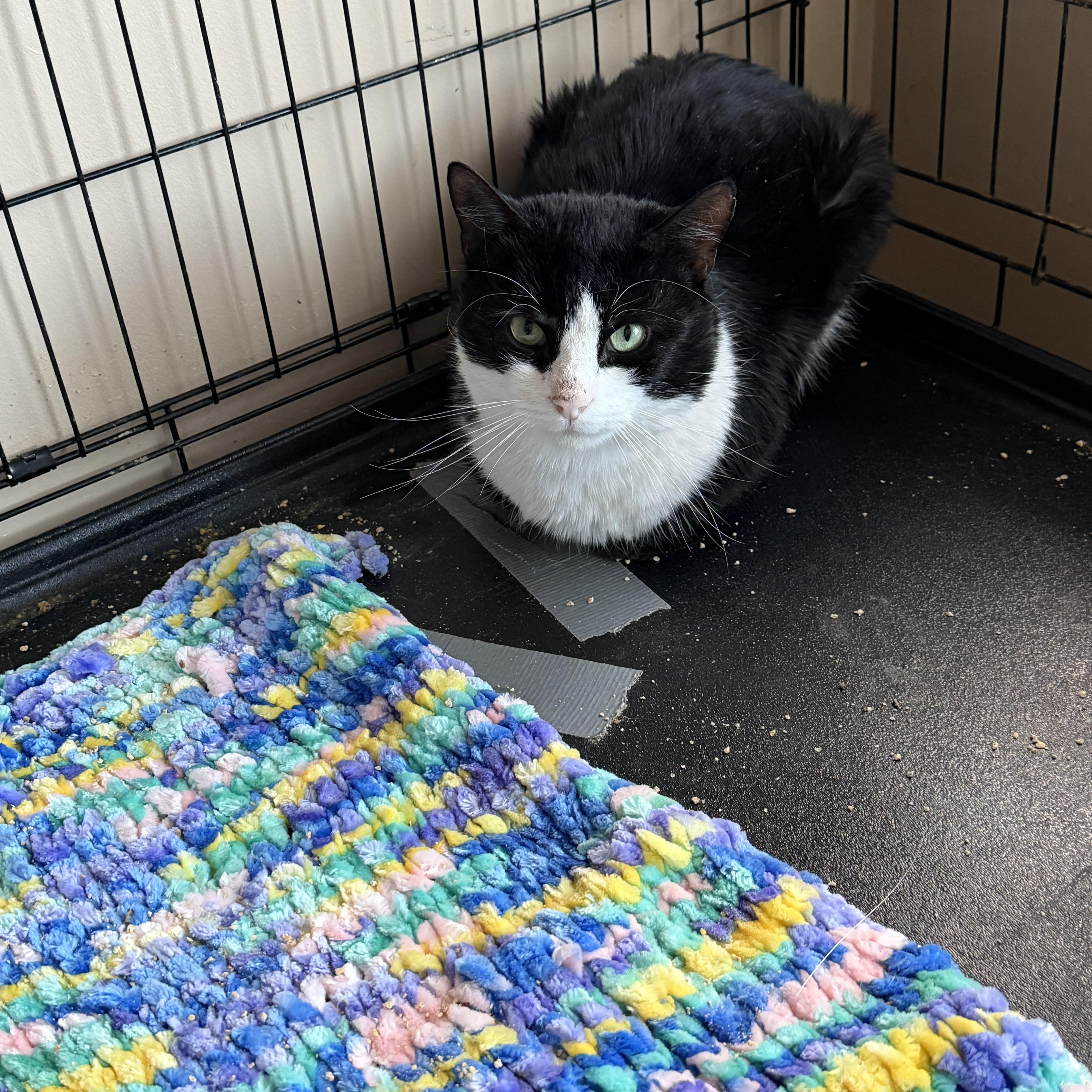 Enlarge Jasper, an adopted Tuxedo in Enfield, CT image 1/1