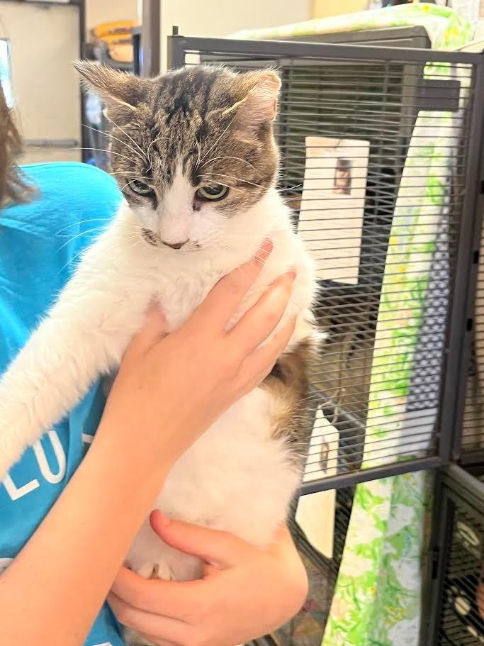 Pretzel, a Adoptable mixed breed in New Braunfels, TX image 1/6