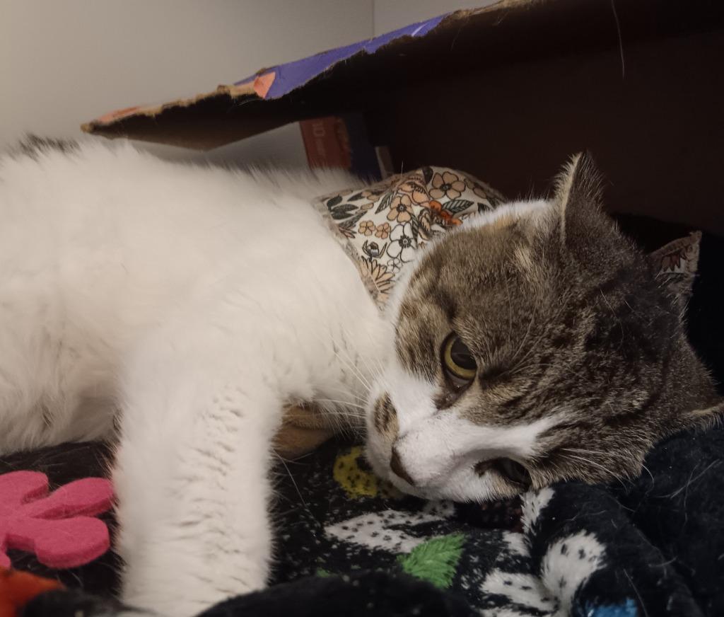 Pretzel, a Adoptable mixed breed in New Braunfels, TX image 2/6