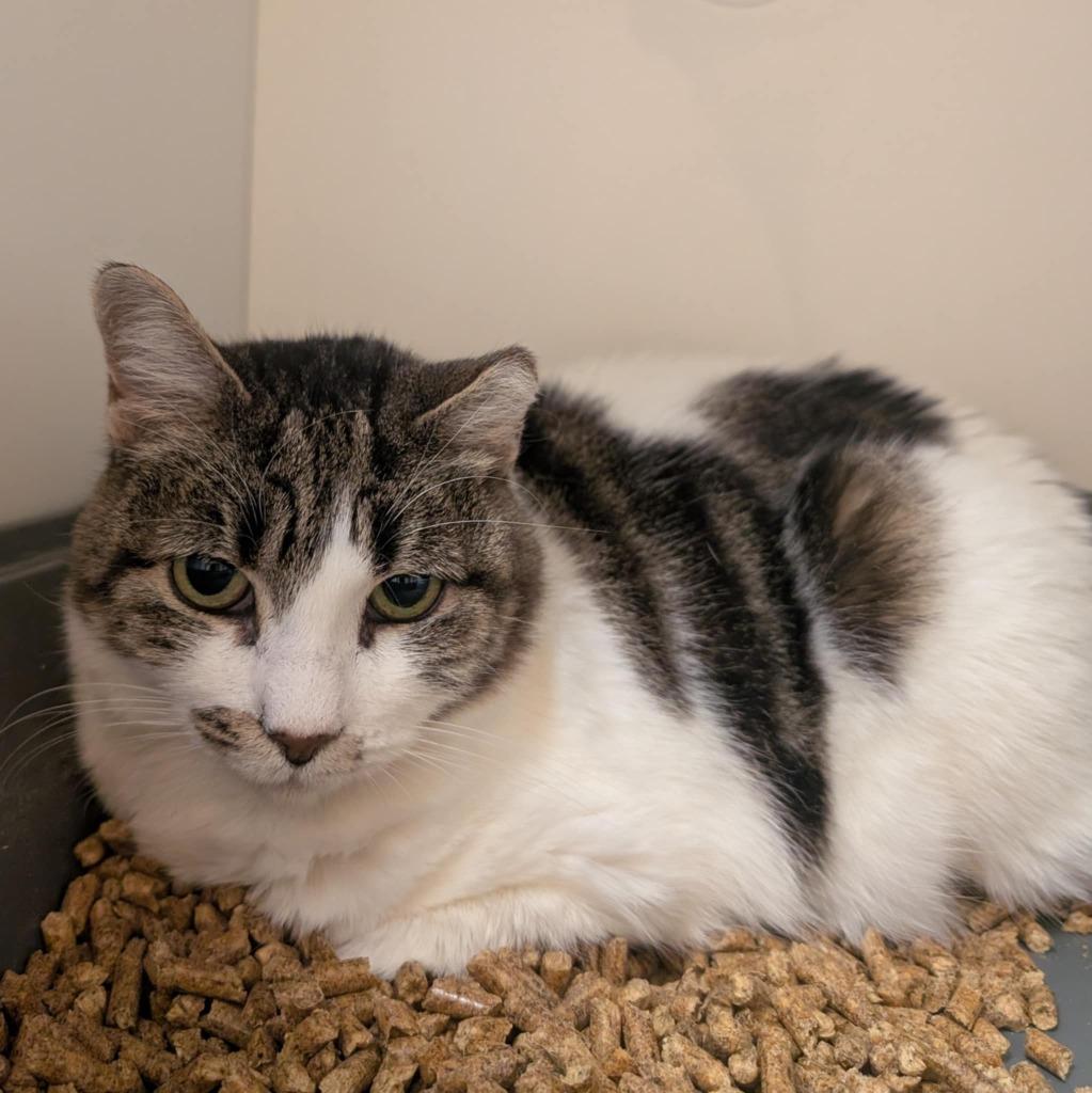 Pretzel, a Adoptable mixed breed in New Braunfels, TX image 3/6