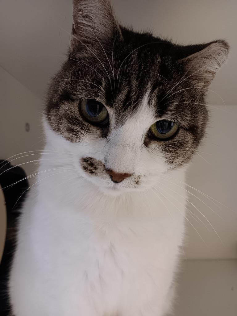 Pretzel, a Adoptable mixed breed in New Braunfels, TX image 4/6