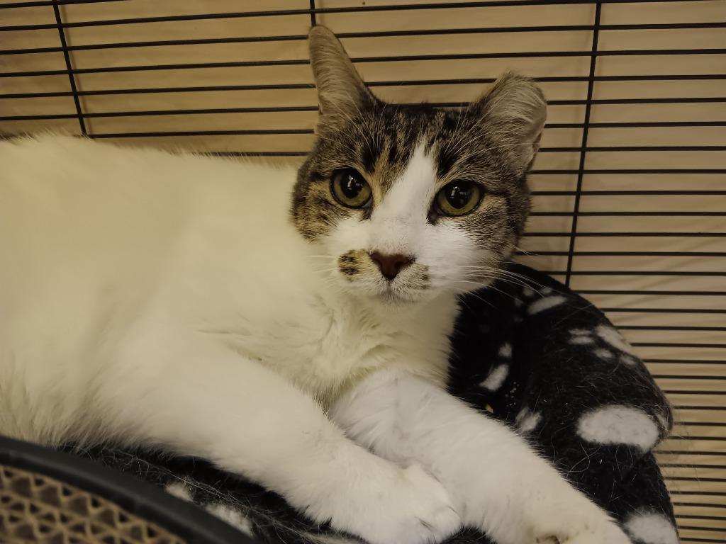 Pretzel, a Adoptable mixed breed in New Braunfels, TX image 5/6