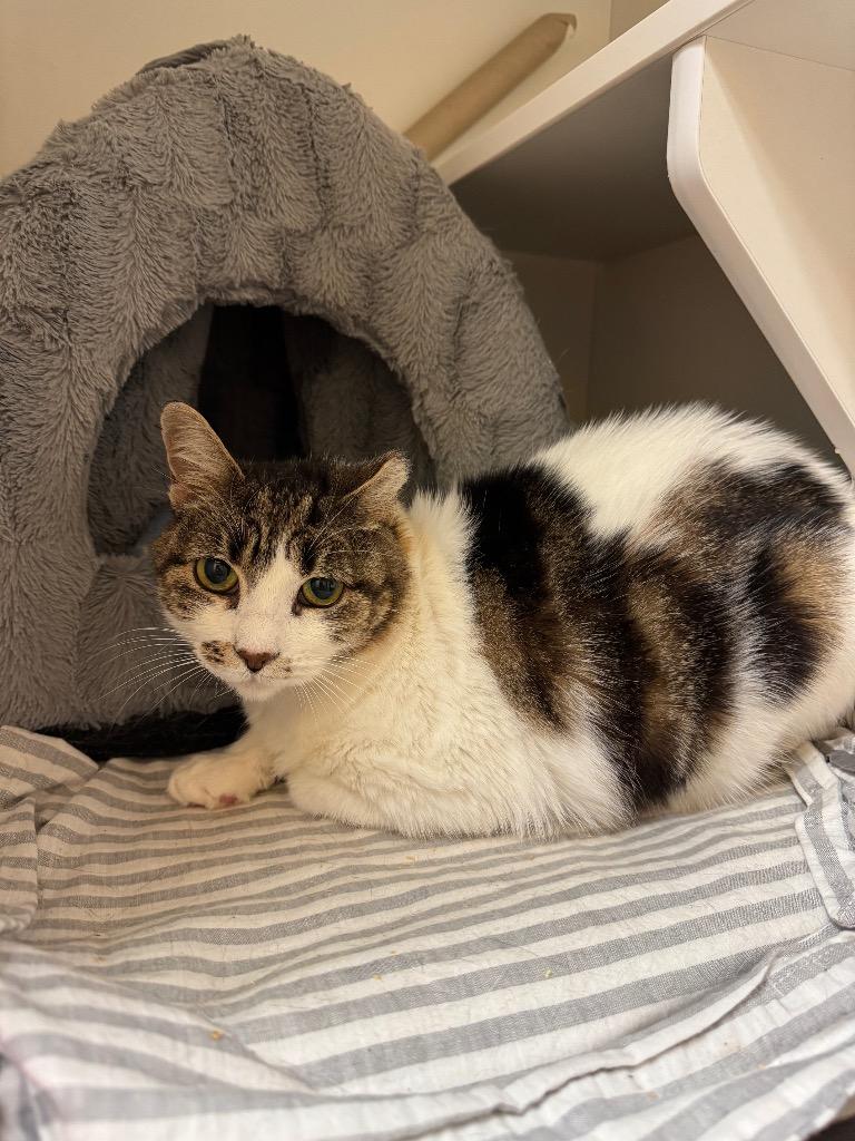 Pretzel, a Adoptable mixed breed in New Braunfels, TX image 6/6