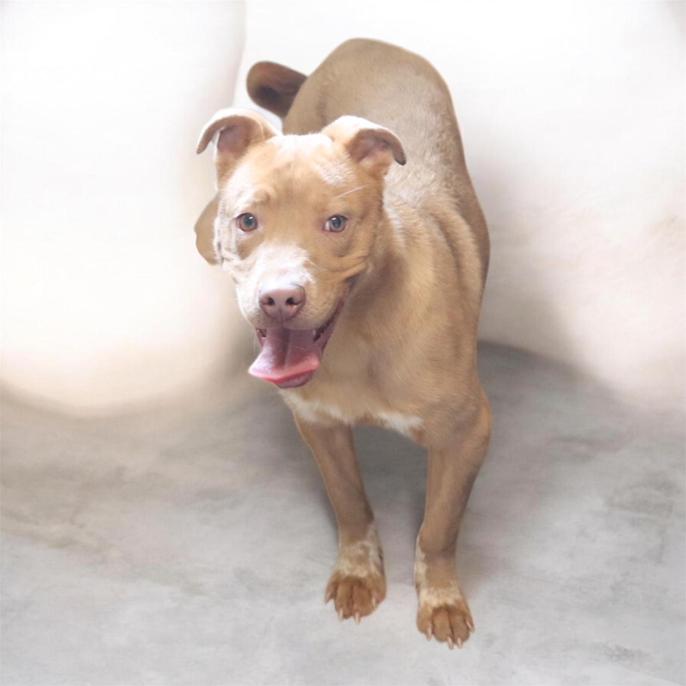 Enlarge Mikko, a ADOPTABLE mixed breed in Horn Lake, MS image 2/6