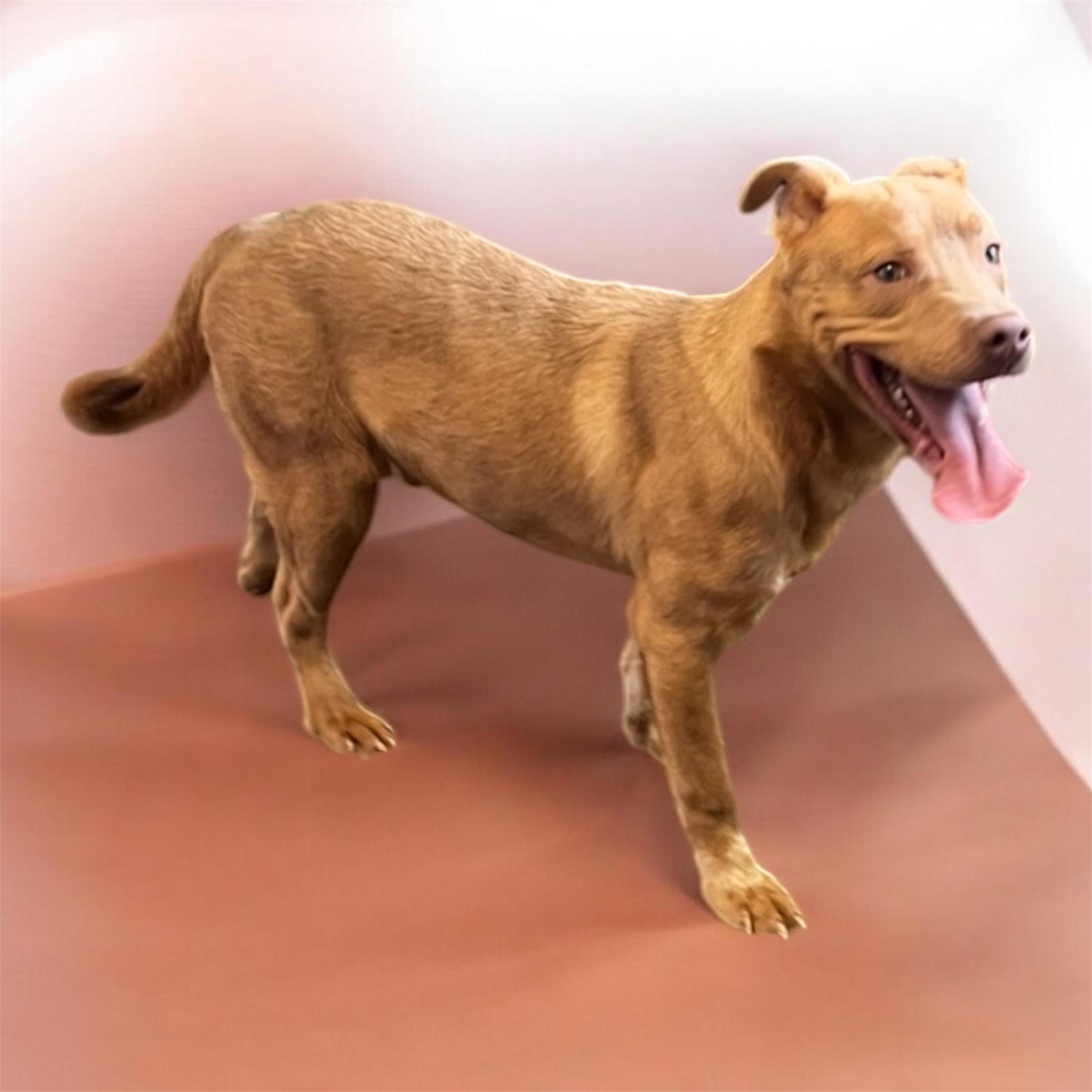 Enlarge Mikko, a ADOPTABLE mixed breed in Horn Lake, MS image 5/6