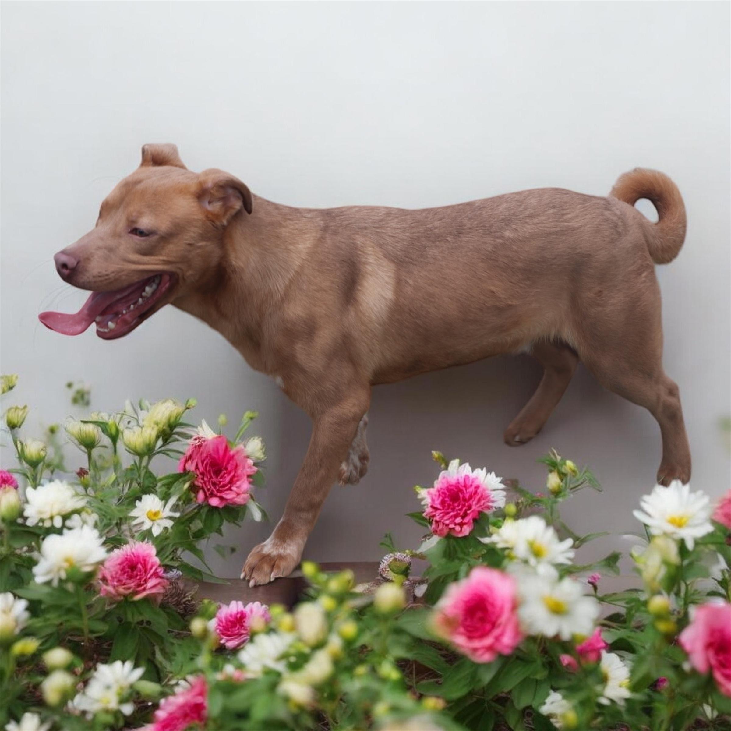 Enlarge Mikko, a ADOPTABLE mixed breed in Horn Lake, MS image 4/6