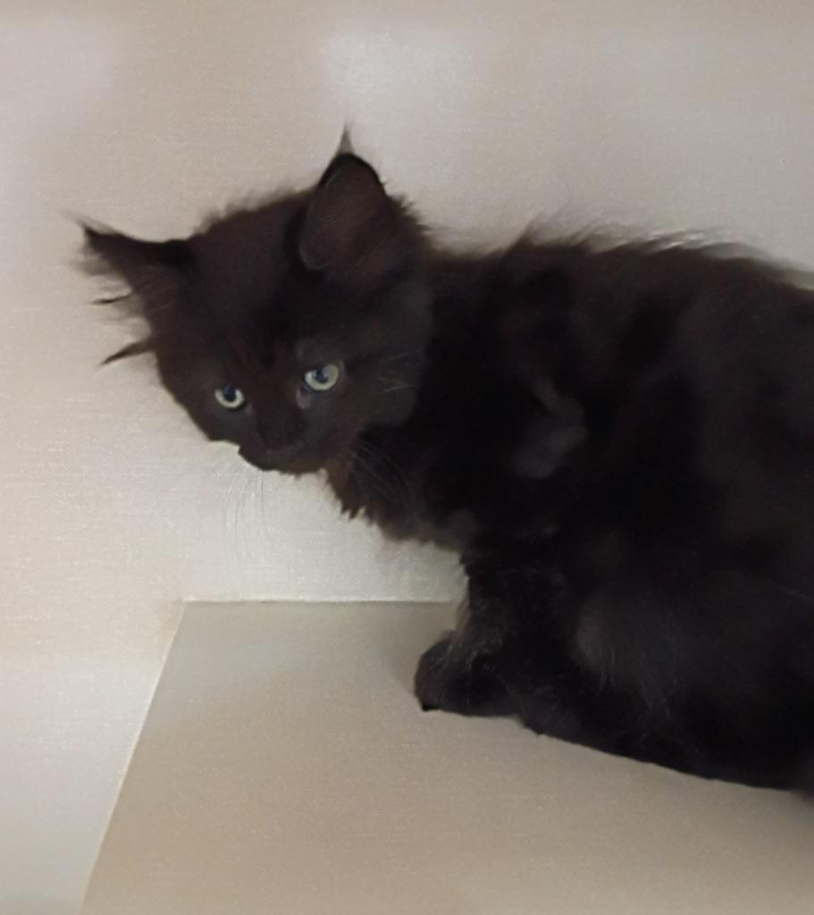 DoubleShot, Adoptable, Kitten Female Domestic Medium Hair.