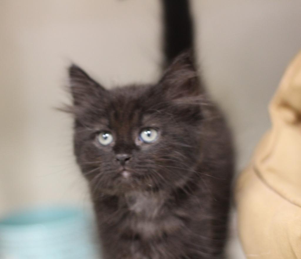 DoubleShot, a Adoptable mixed breed in Rockford, IL image 2/2
