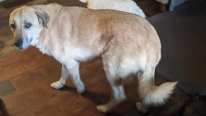 Enlarge Sandy, a Adoptable Labrador Retriever in Newport, KY image 1/2