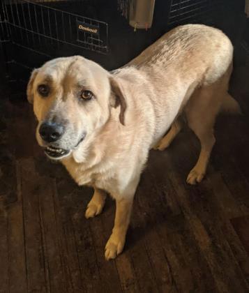Enlarge Sandy, a Adoptable Labrador Retriever in Newport, KY image 2/2