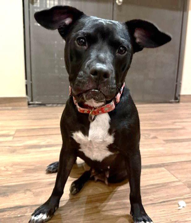 Raven Leigh, Adopted, Young Female Staffordshire Bull Terrier & Pit Bull Terrier.