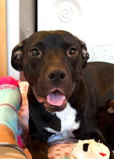 Enlarge Raven Leigh, a Adopted mixed breed in Phoenix, AZ image 2/3