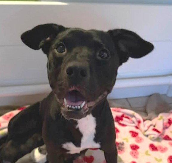 Enlarge Raven Leigh, a Adopted mixed breed in Phoenix, AZ image 3/3