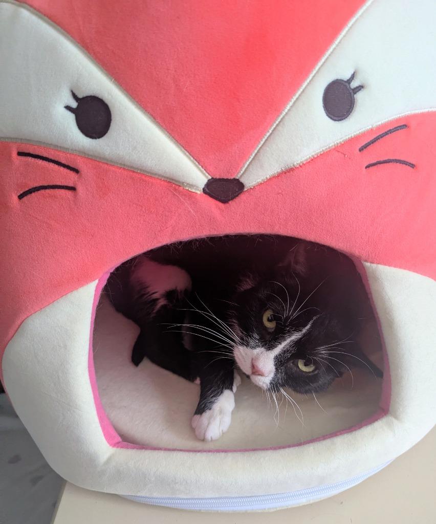 Sylvia, Adoptable, Adult Female Domestic Short Hair.