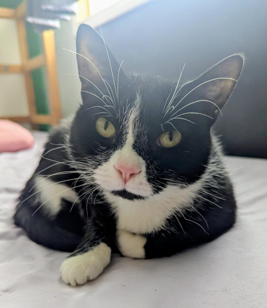 Enlarge Sylvia, a Adoptable Domestic Short Hair in Arthur, ON image 2/3