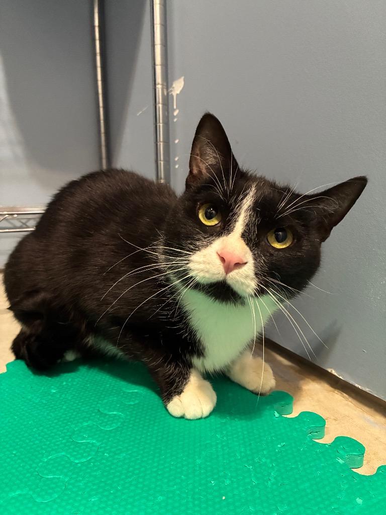 Enlarge Sylvia, a Adoptable Domestic Short Hair in Arthur, ON image 3/3