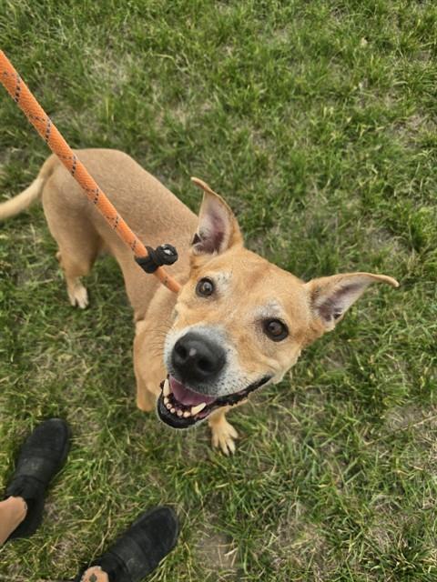 MADDIE, Adoptable, Adult Female Pit Bull Terrier & Mixed Breed.