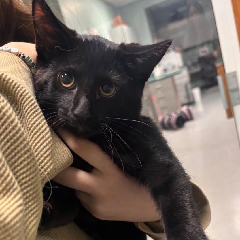 Clover, Adoptable, Young Male Domestic Short Hair.