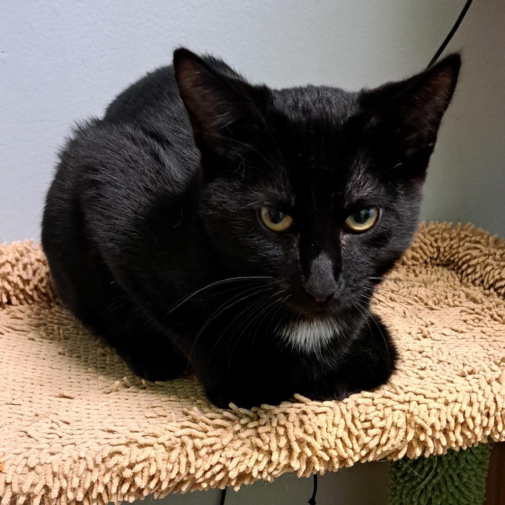 Enlarge Clover, a Adoptable Domestic Short Hair in Shawnee, KS image 2/6
