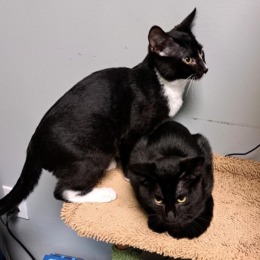 Enlarge Clover, a Adoptable Domestic Short Hair in Shawnee, KS image 3/6