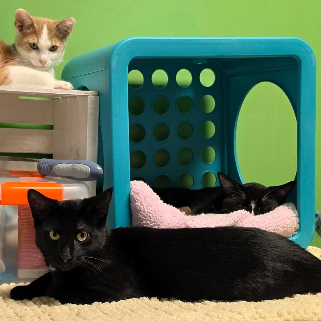 Enlarge Clover, a Adoptable Domestic Short Hair in Shawnee, KS image 4/6